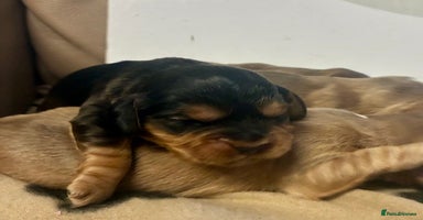 Cockalier dogs - Advert 7