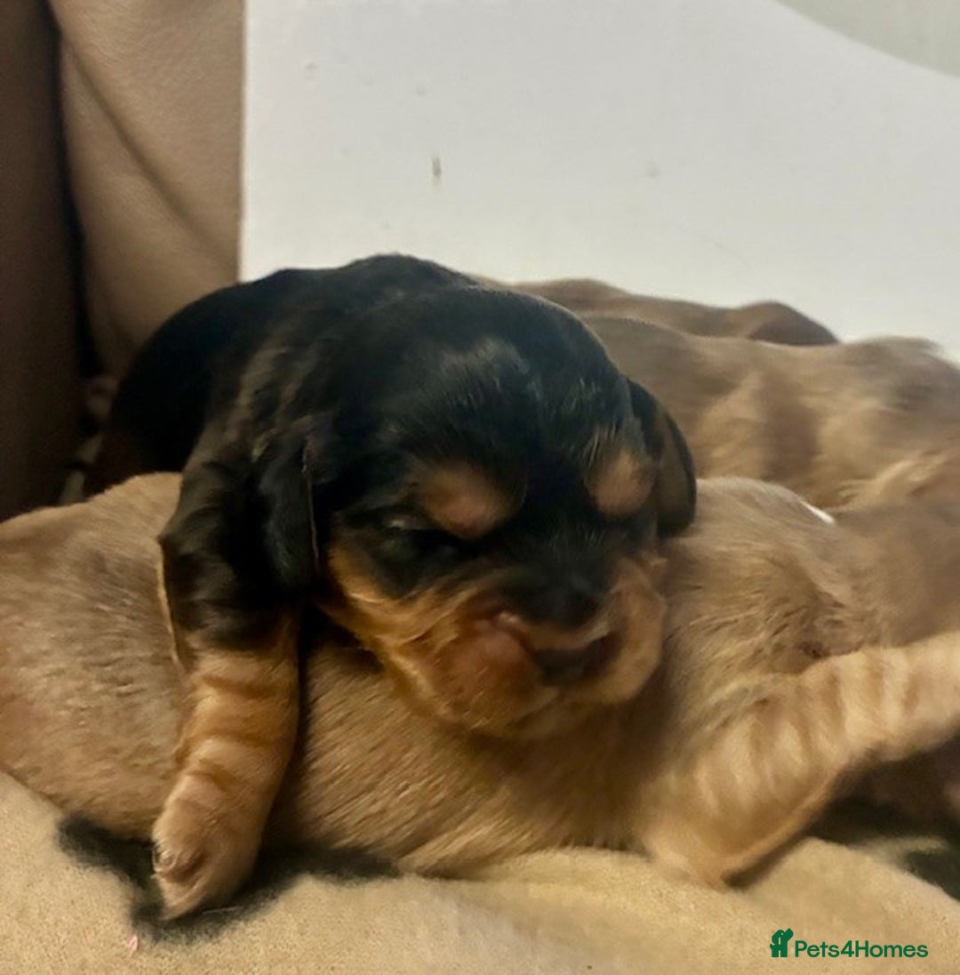 Cockalier dogs for sale: ✨ Beautiful Cockalier puppies ✨ - Image 3