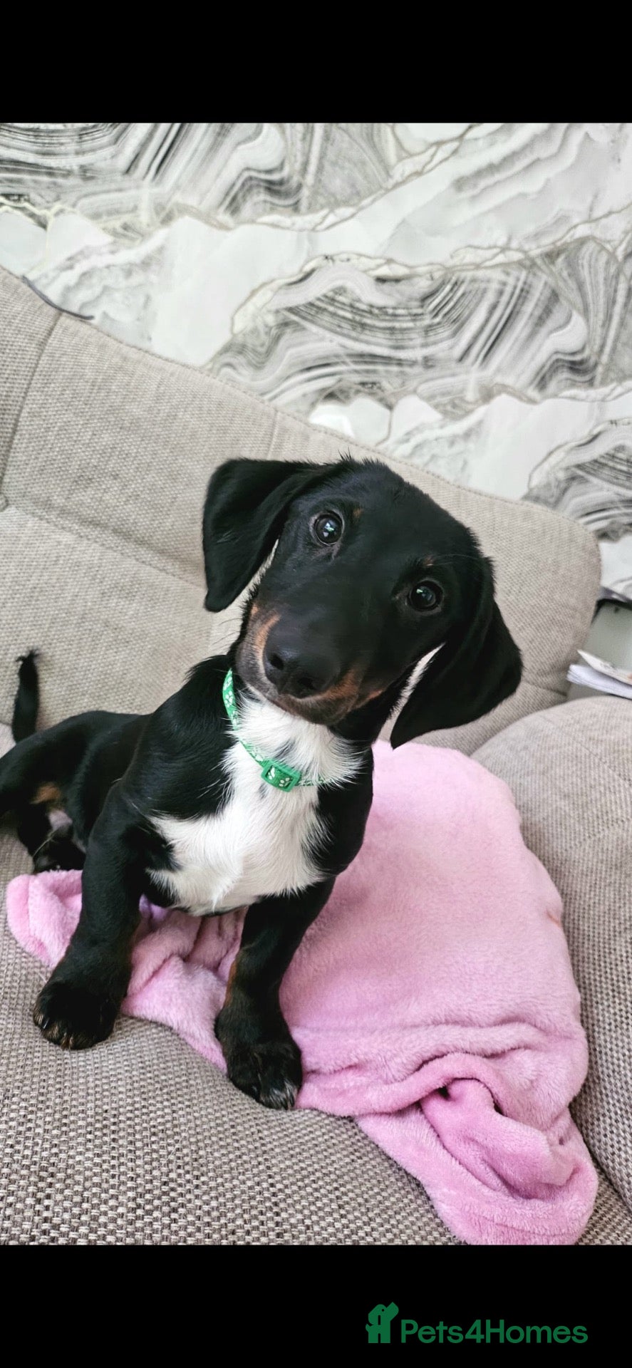 Mixed Breed dogs for sale: Benny Dachshund cross  - Advert 1