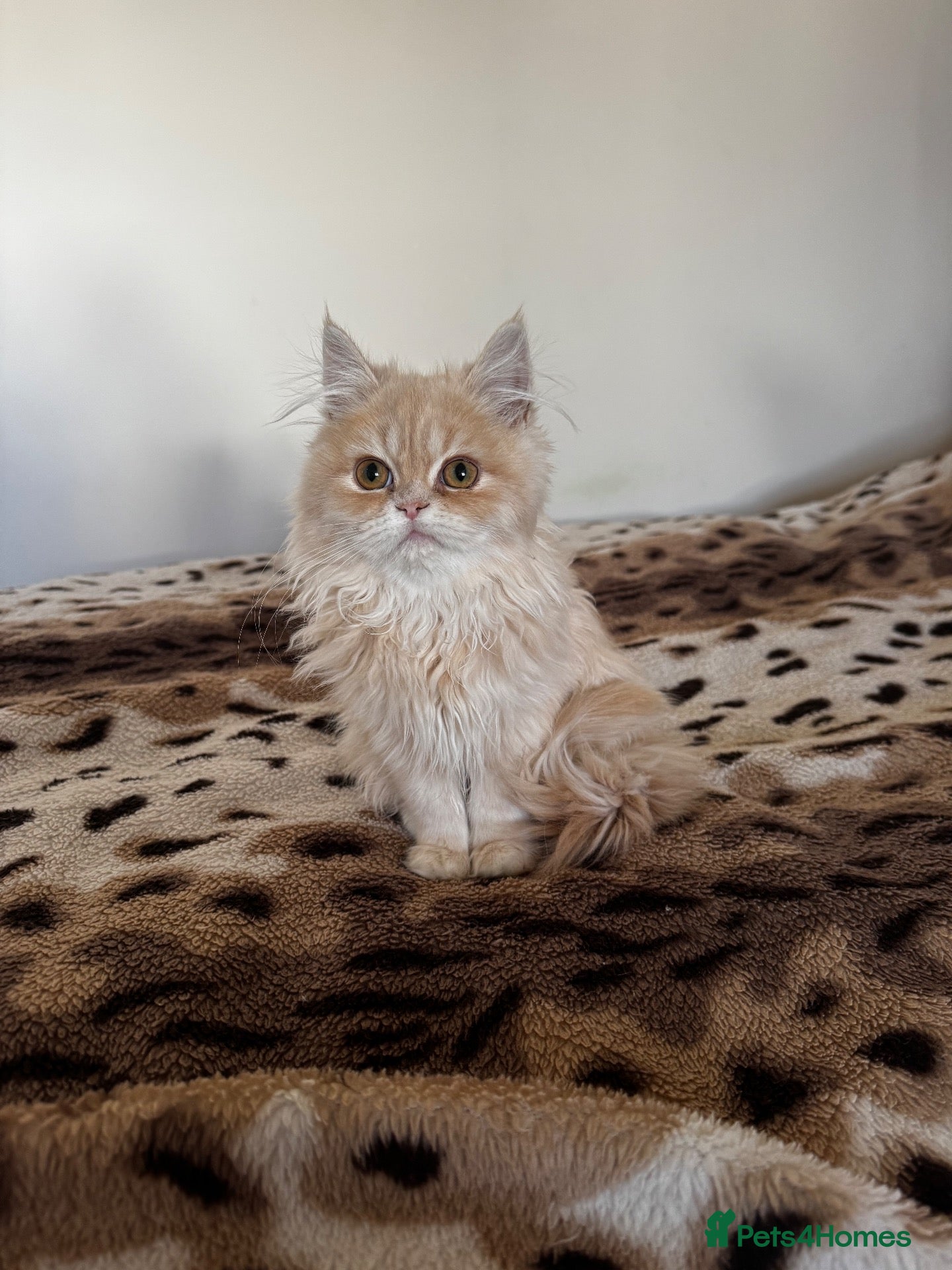 Persian cats Vaccinated 6 Beautiful Persian Chinchilla Kittens  - Advert 1