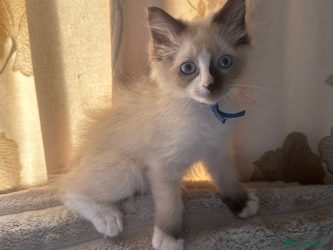 Ragdoll cats for sale: Ragdoll Boy  - Image 3