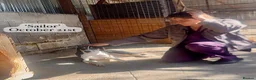 Mixed Breed dogs for adoption: Sailor Boy, 2 yrs approx. Available for adoption. in Brixham - Advert 8