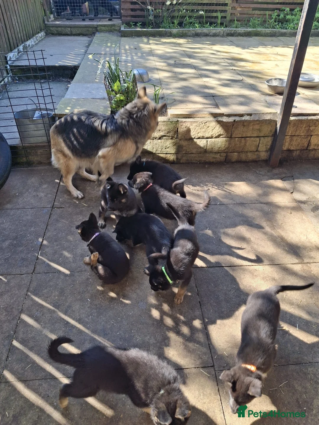German Shepherd dogs for sale: Beautiful German Shepherd Puppies - Advert 1