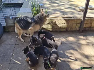 German Shepherd dogs Beautiful German Shepherd Puppies - Advert 8