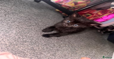 Domestic Shorthair cats - Advert 11