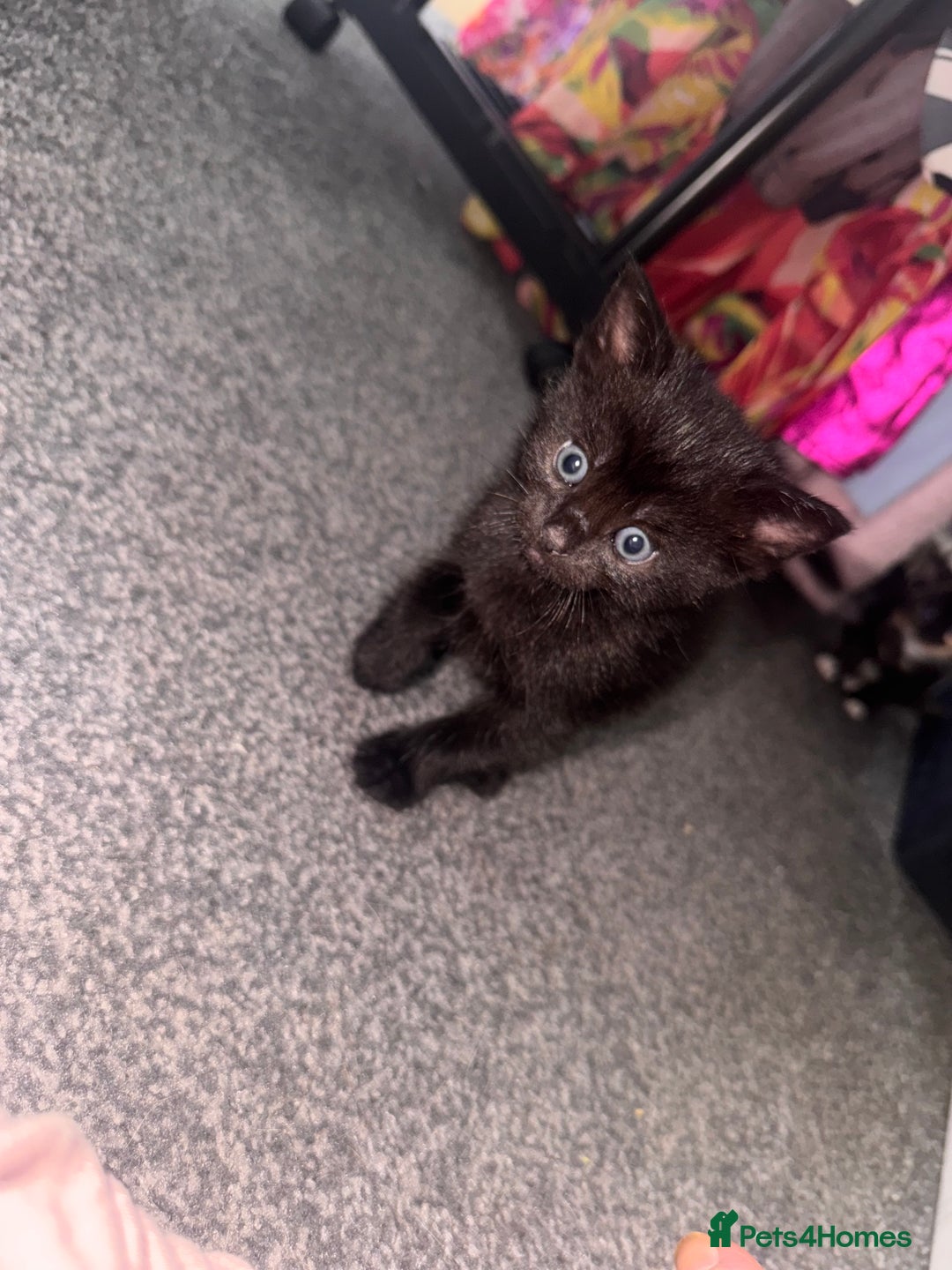Domestic Shorthair cats for sale: Beautiful Domestic Shorthair Kittens - Image 3