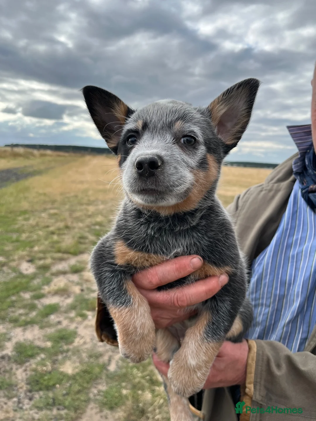 Australian Cattle Dog dogs for sale: Australian Cattle Dogs - Advert 9