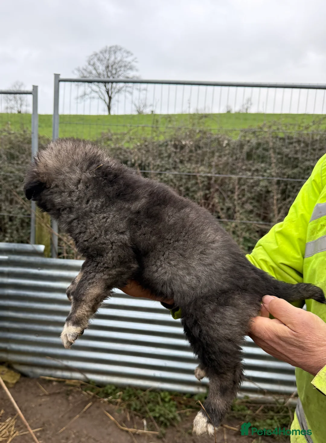 Caucasian Shepherd Dog dogs for sale: Beautiful Caucasian shepherd puppies in Radstock - Advert 11