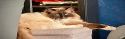 Ragdoll cats for sale: Retired Male Ragdoll (mitted seal) - Advert 2