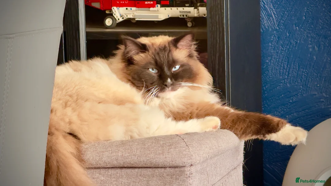 Ragdoll cats for sale: Retired Male Ragdoll (mitted seal) - Advert 2
