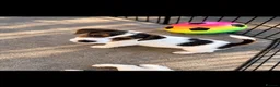 Jack Russell dogs for sale: Jack Russell's for sale in Slough - Advert 6
