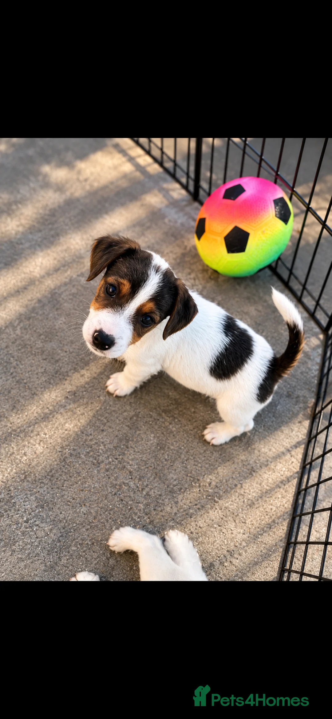 Jack Russell dogs for sale: Jack Russell's for sale in Slough - Advert 6