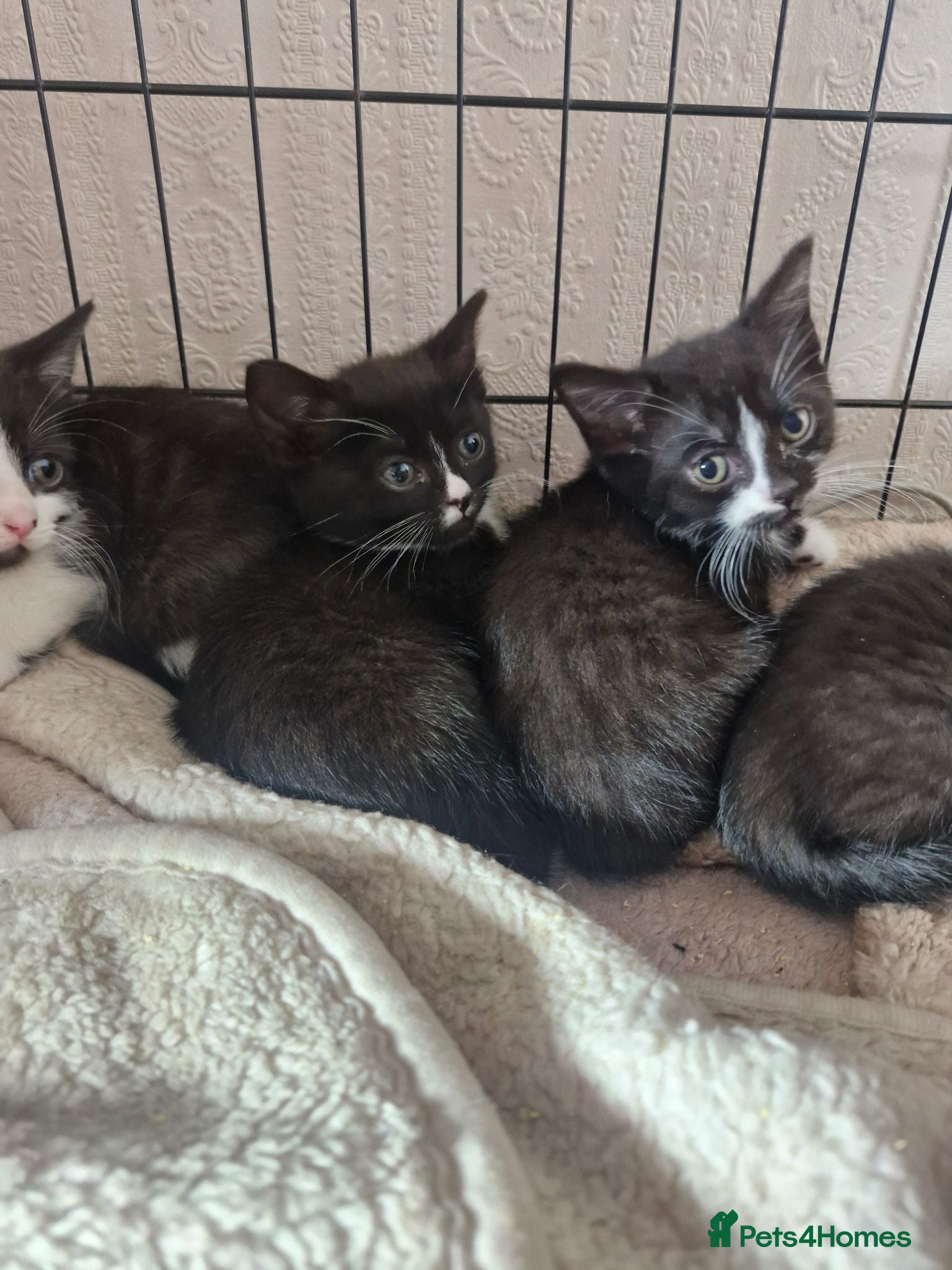British Shorthair cats 3 beautiful kittens all black and white in colour - Advert 1