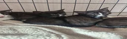 British Shorthair cats for sale: 3 beautiful kittens all black and white in colour - Advert 1