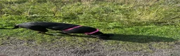 Saluki dogs for sale: Saluki greyhound  in Ashington - Advert 1
