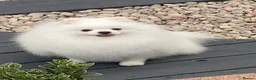 Pomeranian dogs for sale: Stunning White Pomeranian Boy  - Advert 5