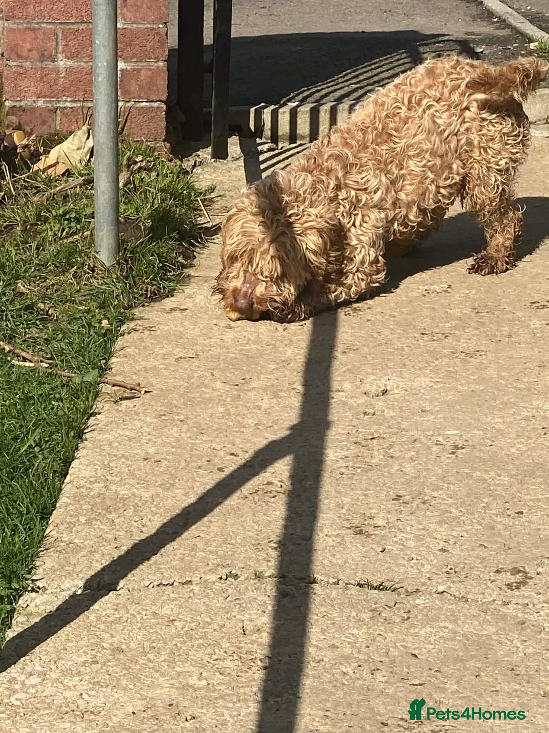 Cockerdor dogs for sale: Female in Ebbw Vale - Advert 2