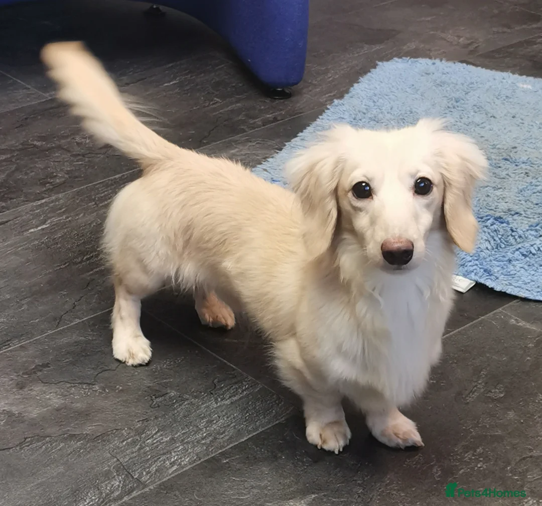 Miniature Dachshund dogs for stud: Falcor for Stud only in Wisbech - Advert 10