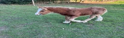 Miniature horses for sale: mini cob boys - Advert 10