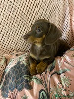 Miniature Dachshund dogs Miniature Dachshund puppies for sale - Advert 2