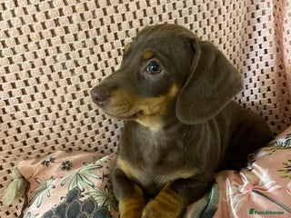 Miniature Dachshund dogs Miniature Dachshund puppies for sale - Advert 6