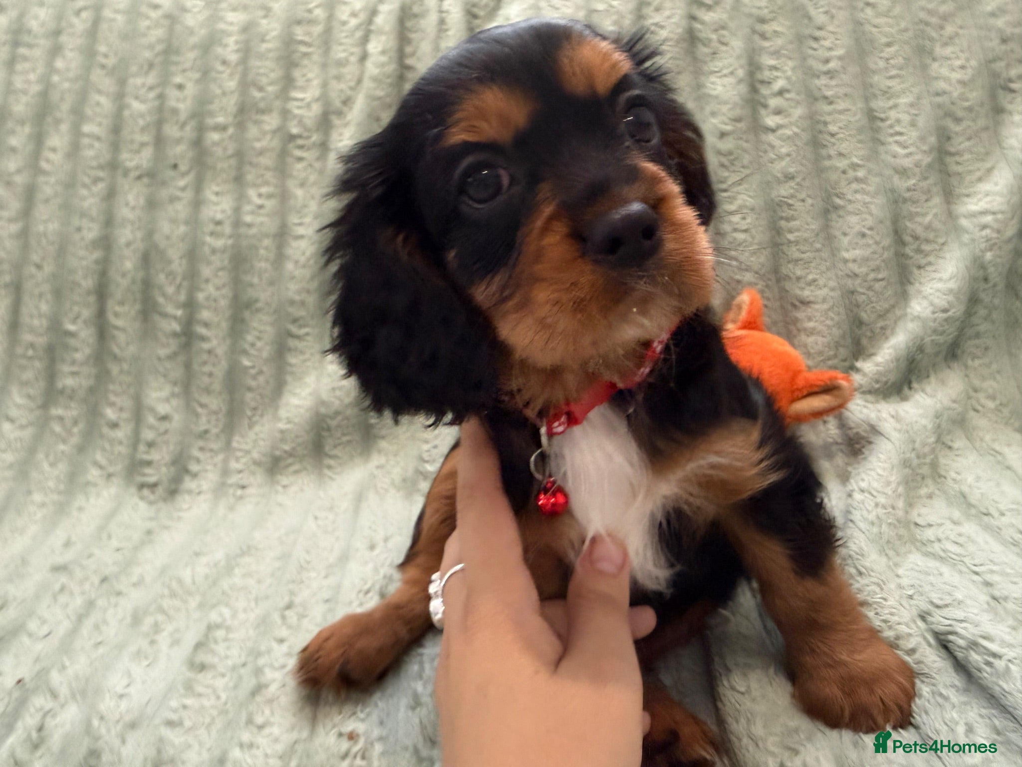 Cavalier King Charles Spaniel dogs Sweet RKCR Cavalier King Charles Spaniel Puppies - Advert 2