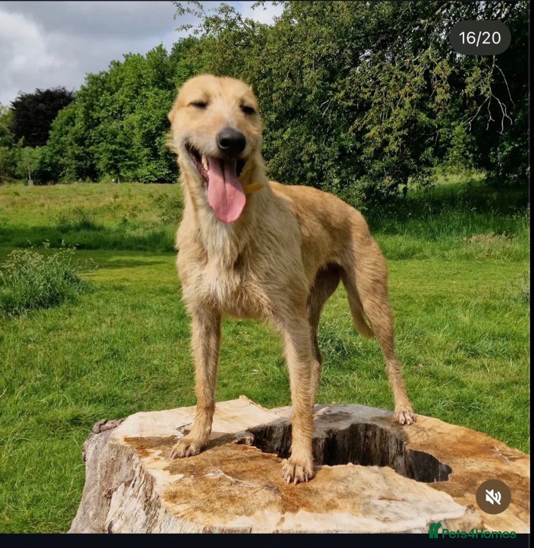 Lurcher dogs for sale: Lurcher pup - Advert 2