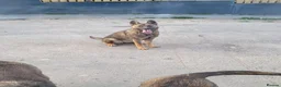 Belgian Shepherd Dog dogs for sale: Belgian malinois cross Czech Shepherd  - Advert 8