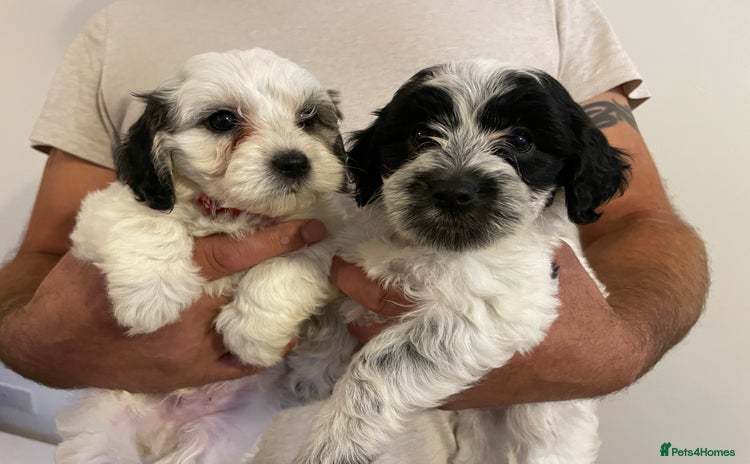 Mixed Breed dogs - Advert 11