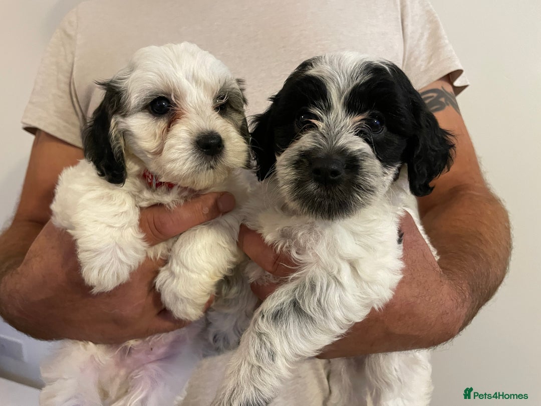 Mixed Breed dogs for sale: Cockapoo x Maltese (Maltipoo) - Image 1