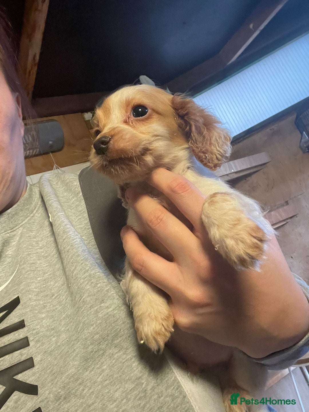 Cocker Spaniel dogs for sale: 3 loving boy cocker spaniels  - Advert 4