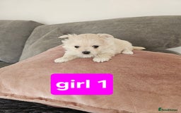 Maltipoo dogs for sale: F1 dna tested maltipoos - Image 2