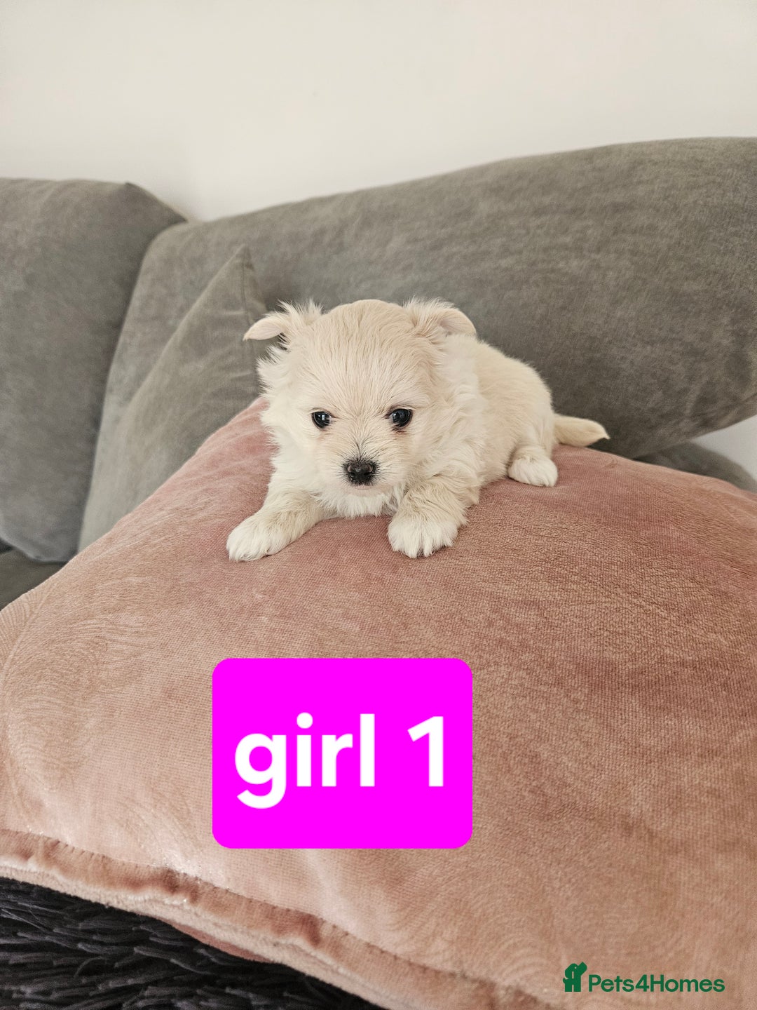 Maltipoo dogs for sale: F1 dna tested maltipoos - Image 2