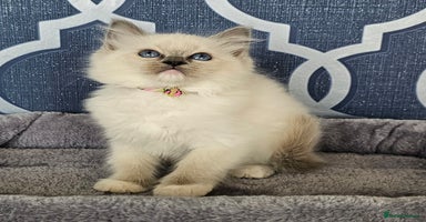 Ragdoll cats - Advert 1