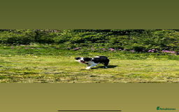 Border Collie dogs for sale: Mika Border collie 1/4 husky  - Image 1