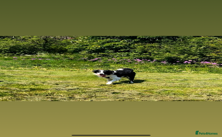Border Collie dogs - Advert 1