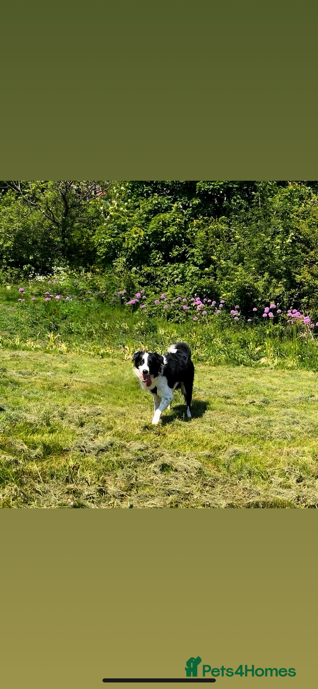Border Collie dogs for sale: Mika Border collie 1/4 husky  - Image 1