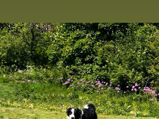 Border Collie dogs - Advert 4