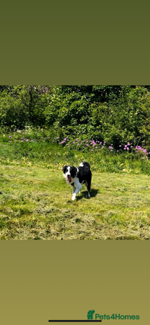 Border Collie dogs - Advert 5