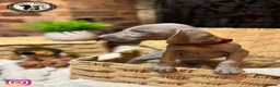 Weimaraner dogs for sale: 🐾KC Registered Blue & Silver Weimaraner Puppies🐾 - Advert 17