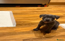 Staffordshire Bull Terrier dogs for sale: Lovely kc reg Staffordshire bull terrier puppies  - Image 17