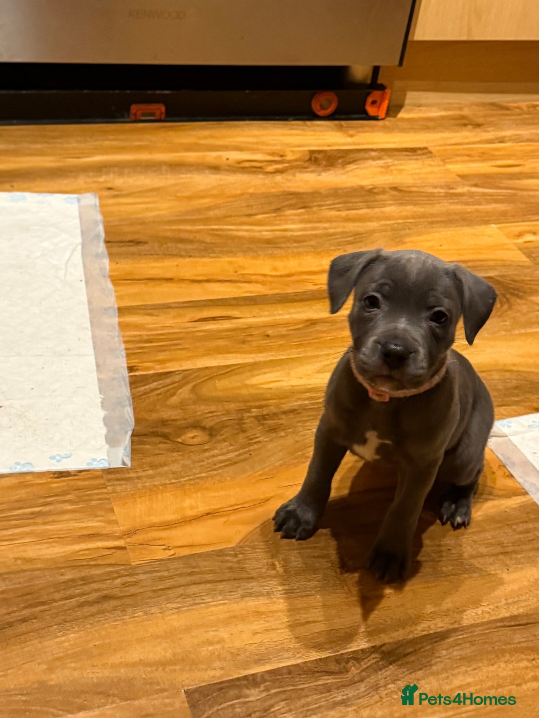 Staffordshire Bull Terrier dogs for sale: Lovely kc reg Staffordshire bull terrier puppies  - Image 17