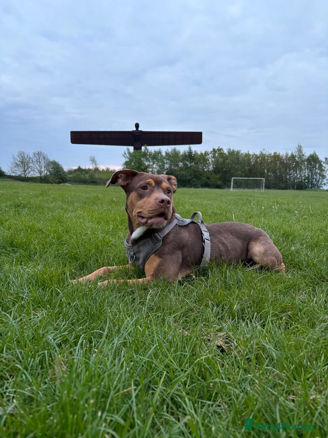 Mixed Breed dogs for sale: Rehoming a Labrador bulldog mix  in Gateshead - Advert 3