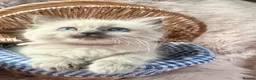 Ragdoll cats for sale: Beautiful female pure blue point ragdoll kitten  - Advert 1