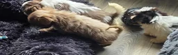 Shih Tzu dogs for sale: Amazing imperial shih tzu puppies ready now - Advert 18