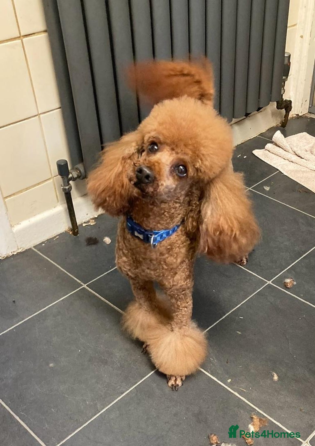 Toy Poodle dogs for stud: Stunning KC Red Toy Poodle  in Kettering - Advert 2