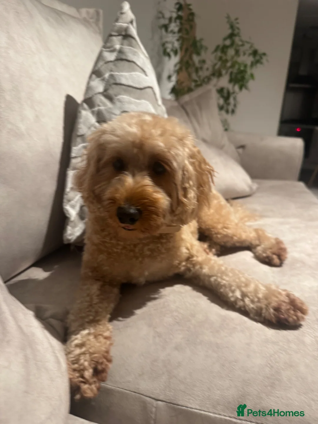 Cockapoo dogs for sale: Loving 3-year-old Cockapoo seeking forever home - Advert 5