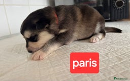 Shepsky dogs for sale: 7 beautiful Shepsky puppy’s available 🫶🏼 - Image 6