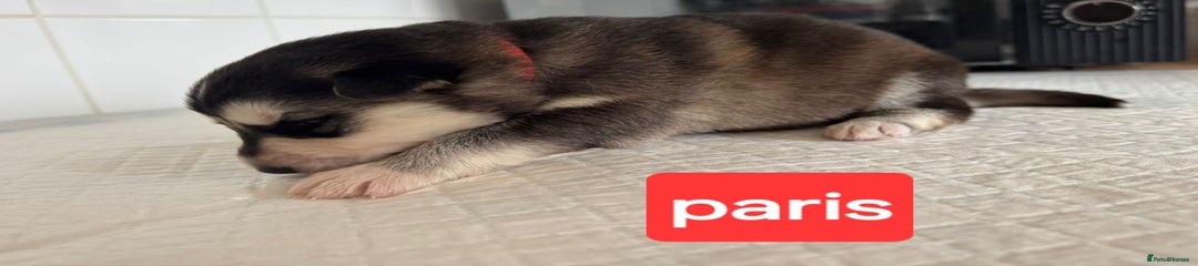 Shepsky Puppy 5