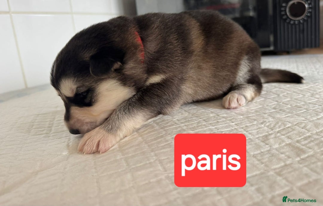 Shepsky dogs for sale: 7 beautiful Shepsky puppy’s available 🫶🏼 - Image 6